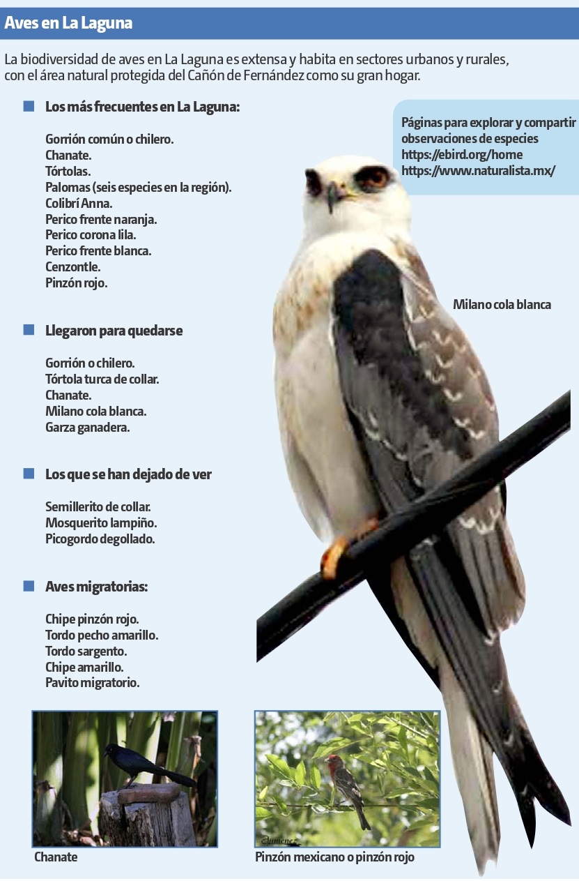 aves