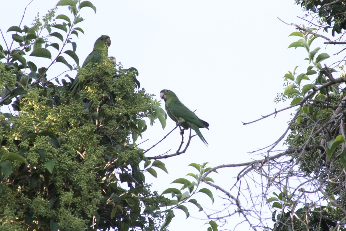 perico