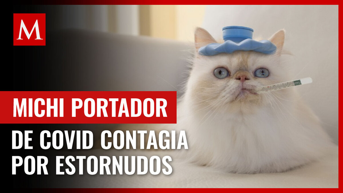 Reportan transmisión de covid de gato a humano por estornudo