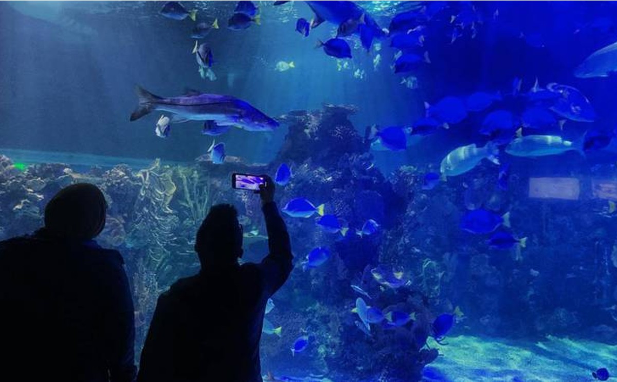 Buscan que acuario se parte del proyecto de reconversión en Tampico