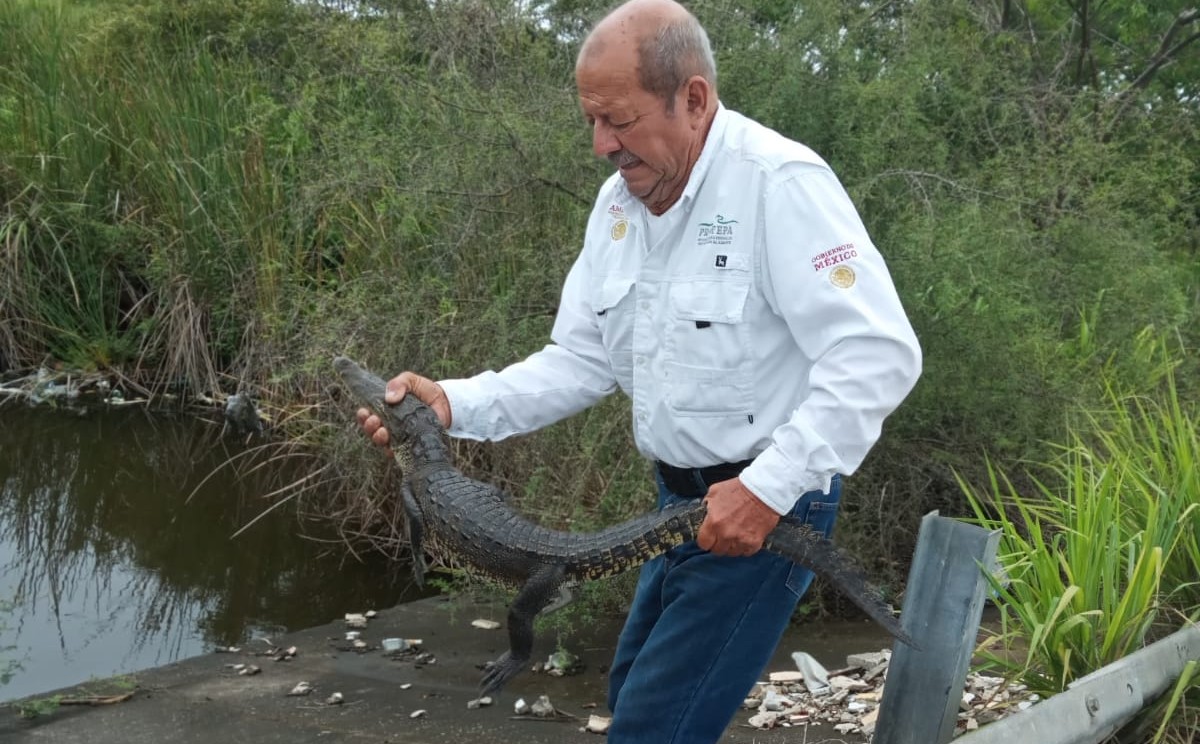 Capturan un cocodrilo diario en Ciudad Madero por temporada de lluvias