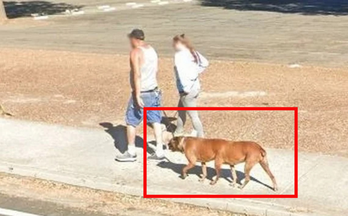 Google Maps: foto viral de perro con seis patas desata debate sobre si es real o fake | ESPECIAL