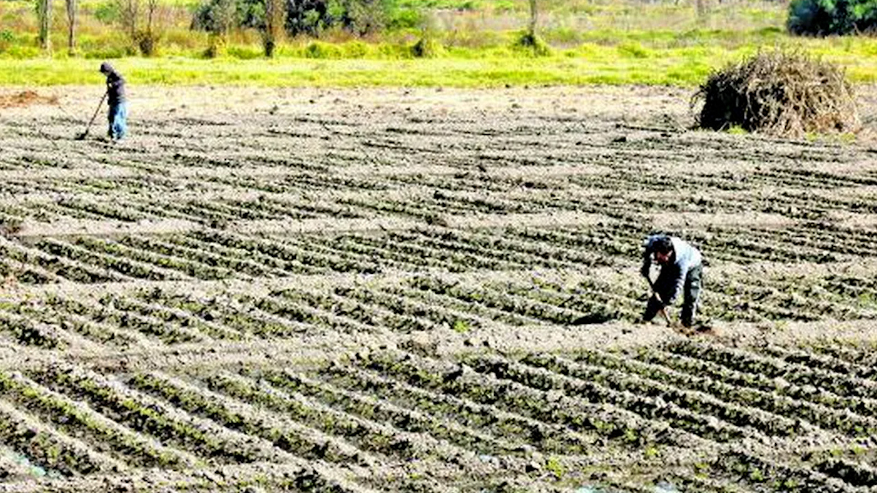 Productos “alternativos” ante la crisis alimentaria