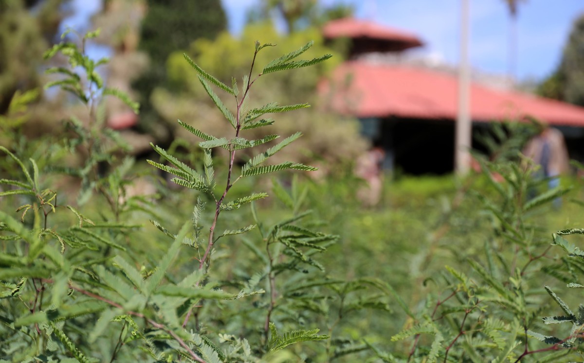 Reforestación como una acción para el cuidado del medio ambiente. (Mauricio Román)