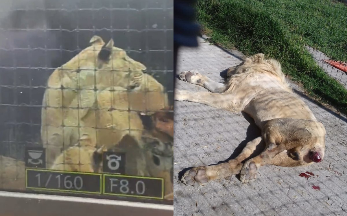Revelan las pésimas condiciones de refugio para felinos en CDMX (Captura)