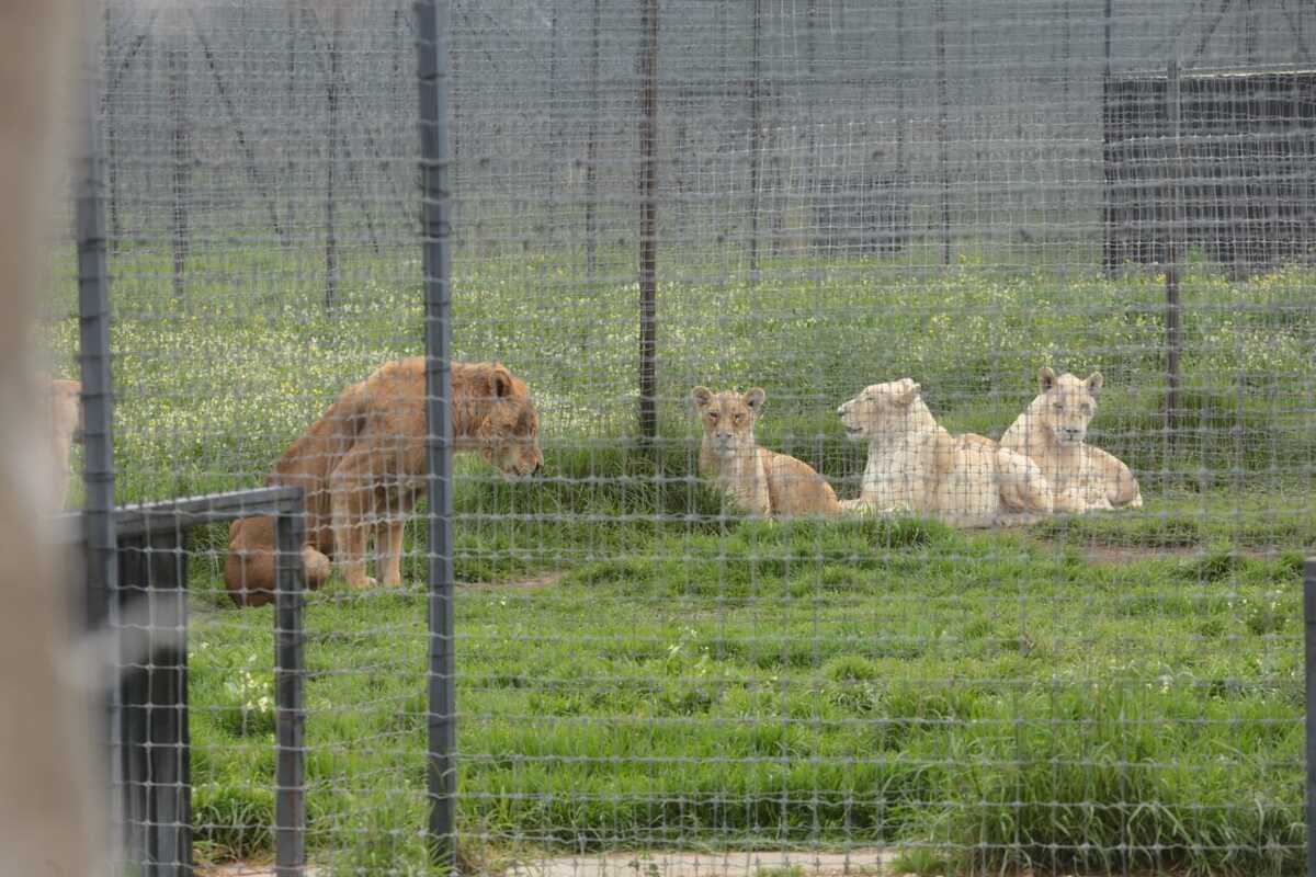 "Black Jaguar" ya no estaba en funcionamiento: Profepa | Jesus Quintar