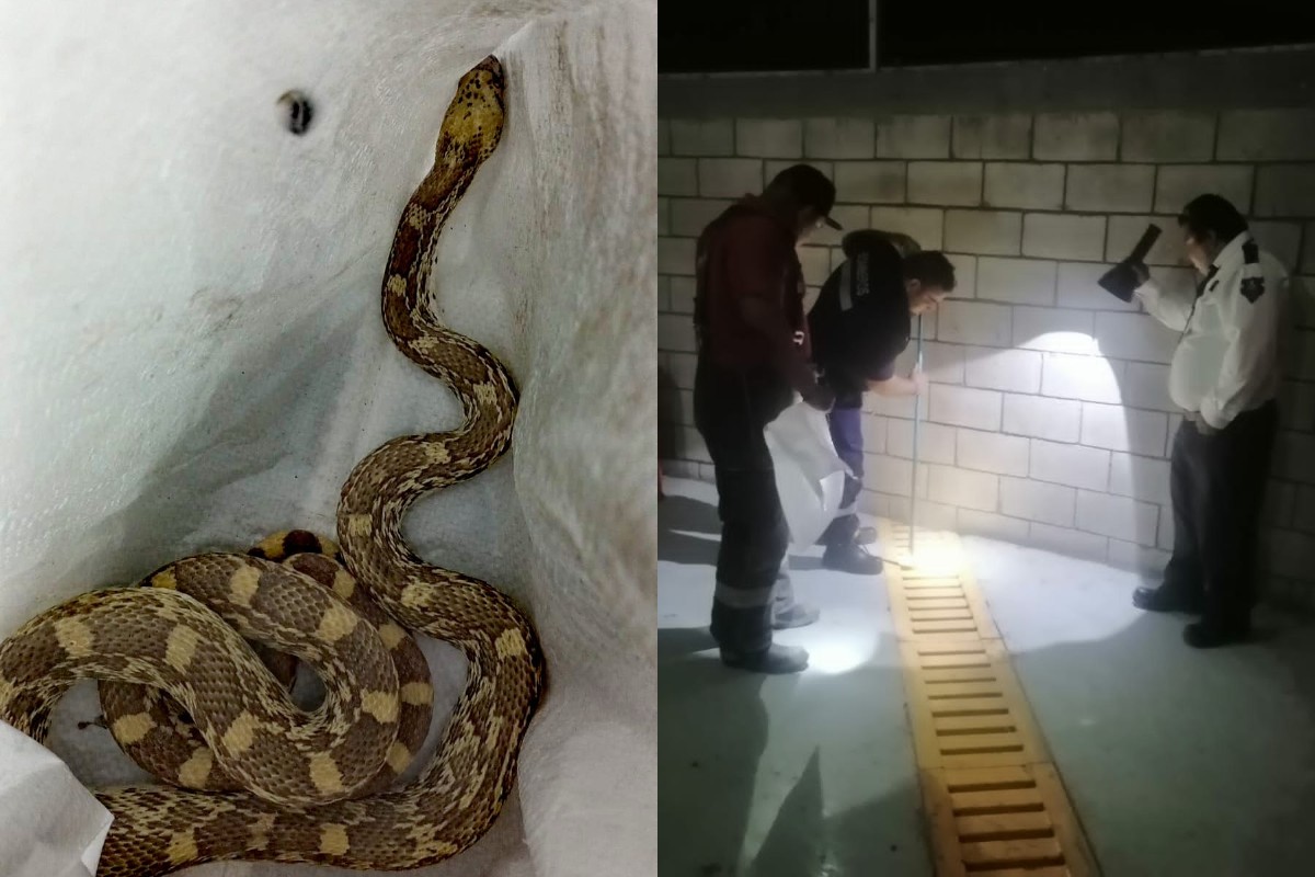 Cabe mencionar que ya ocurrieron dos ataques de víboras. (Especial)