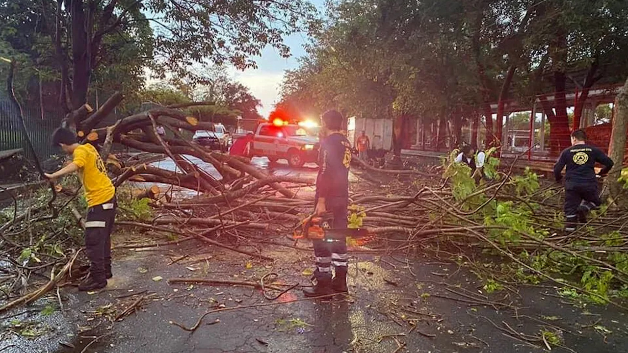 Diez árboles caídos y una volcadura, saldo de primera lluvia por huracán 'Bonnie' en Colima
