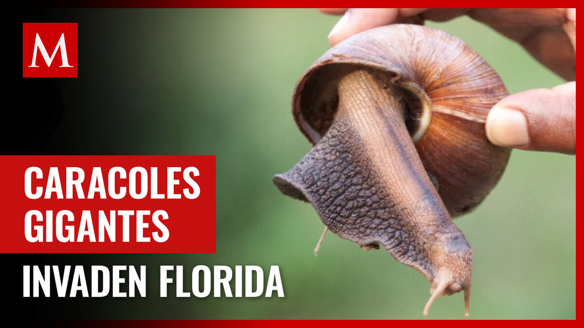 Florida. Ordenan cuarentena en condado por caracol africano gigante