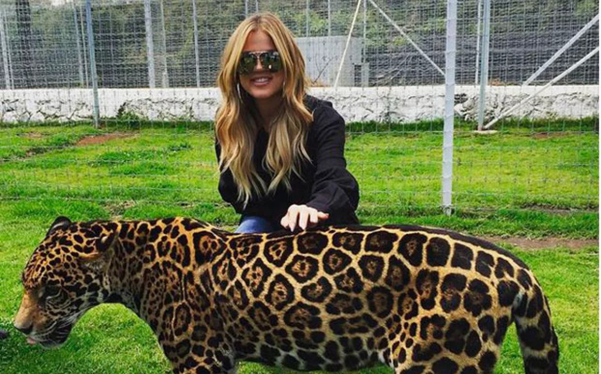 Khloe Kardashian en el santuario Black Jaguar, White Tiger. (Instagram)