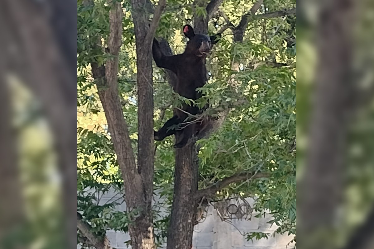 Oso cae de árbol a 15 metros de altura | Notivox Digital