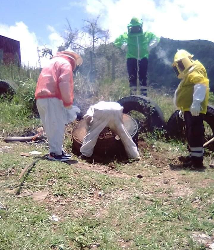 Ataque de abejas en primaria de Tlanchinol (Cortesía)