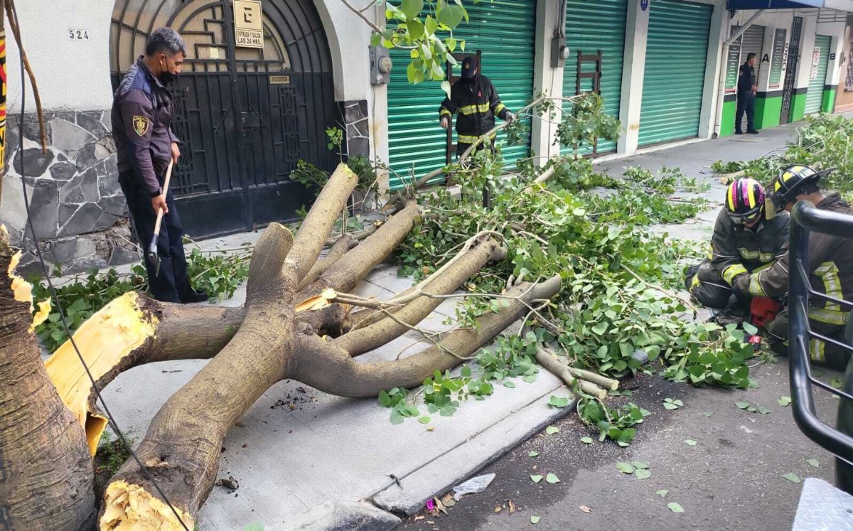 Bomberos de la ciudad retiraron los escombros del árbol. | Ramón Ramírez