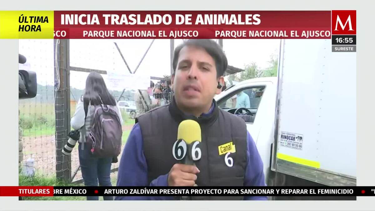 Inician traslado de leones de santuario Black Jaguar