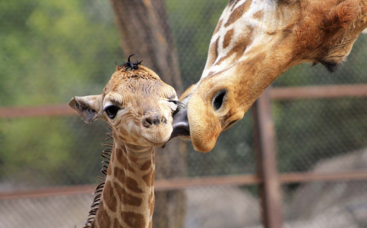 Una jirafa lame a su cría recién nacida, en el Zoológico de Chapultepec, en la Ciudad de México.