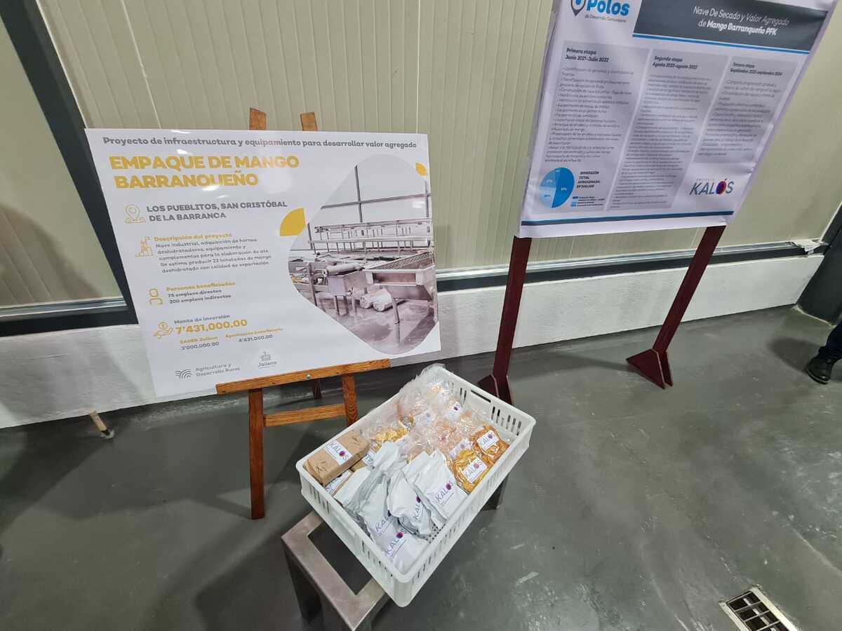 Proyecto de mango barranqueño para exportación desde Jalisco (Juan Carlos Munguía)