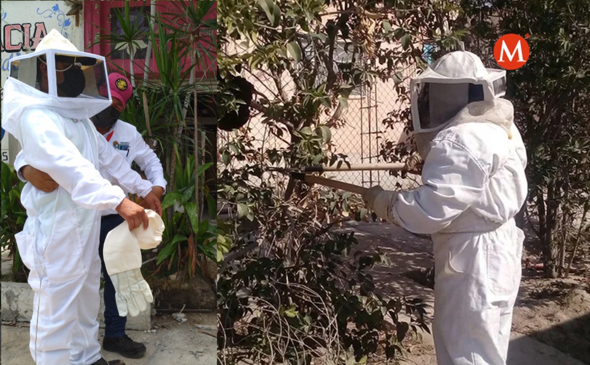 Atienden hasta 3 enjambres de abejas al día en Pueblo Viejo