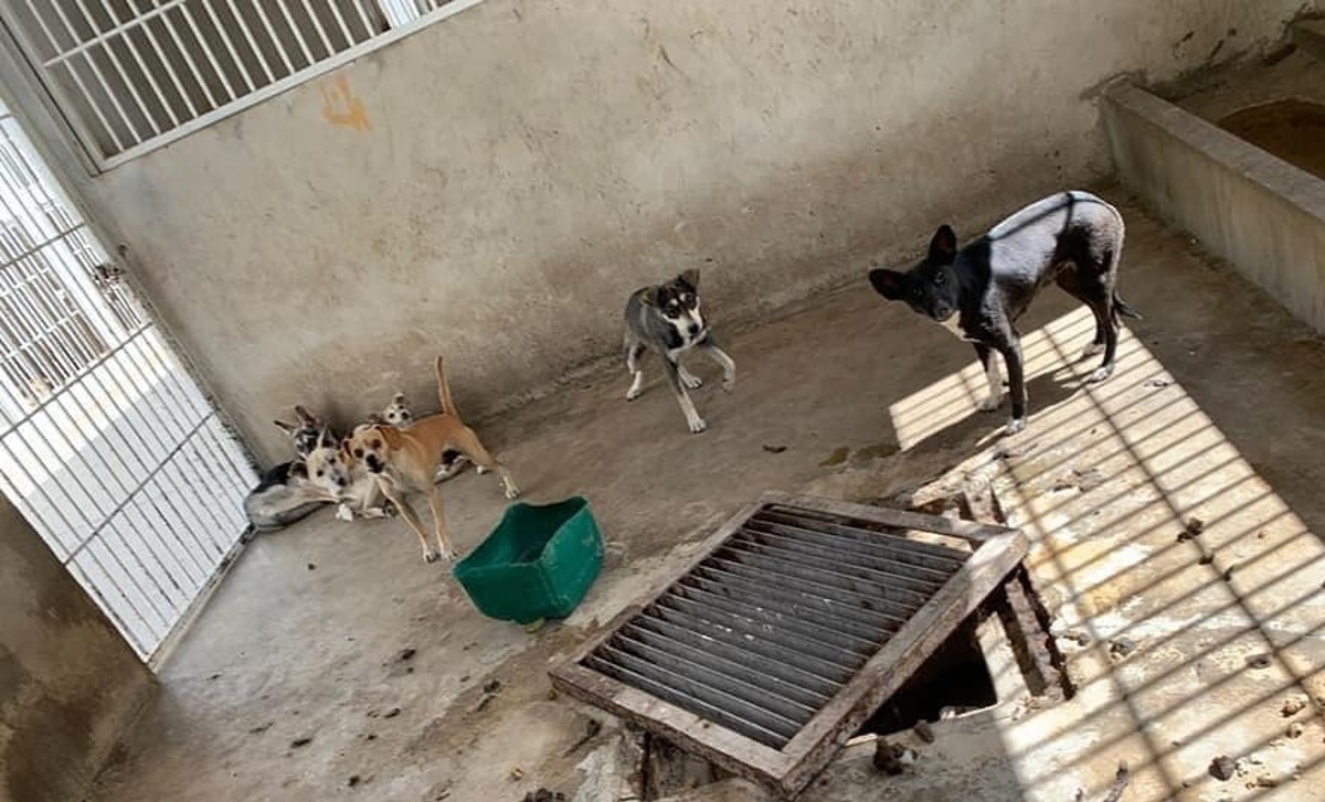 Centro de Control Canino Metropolitano. (Cortesía)