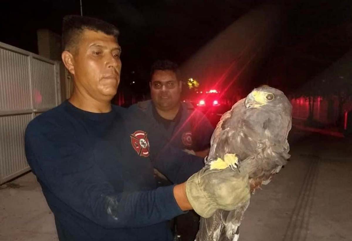 El ave fue reportada por los vecinos. (Especial)