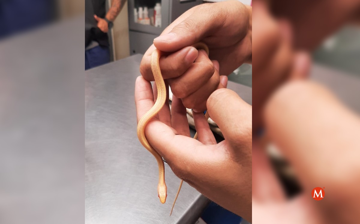 Encuentran serpiente albina en Altamira. (Gabriel Wildx)