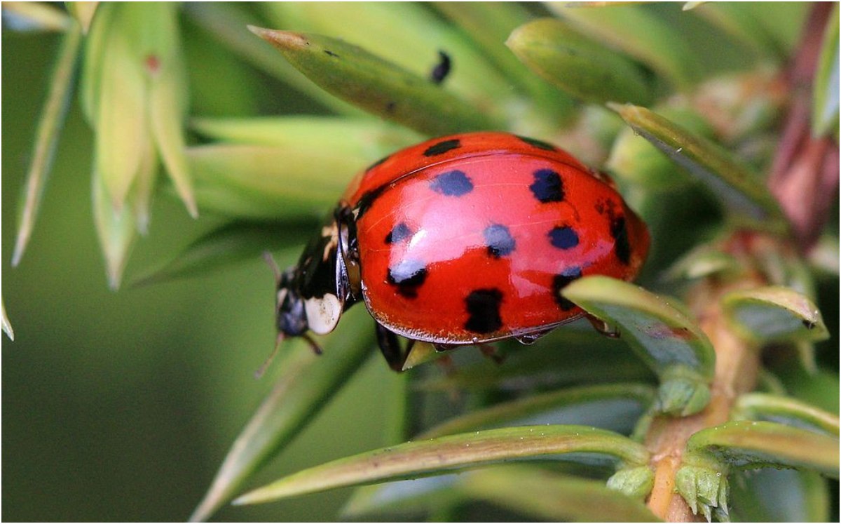Fósiles de 500 millones de años hacen replantear la evolución de los insectos