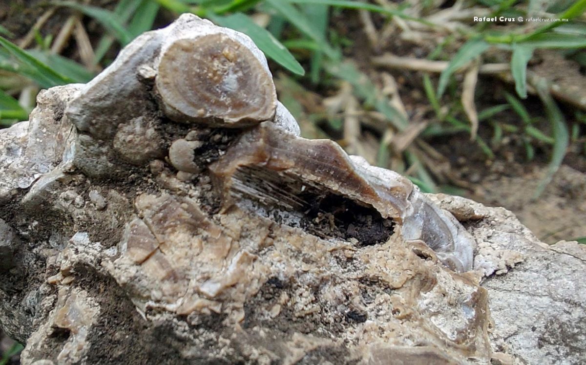 Hallan en Colima fósiles de arrecife en zona montañosa