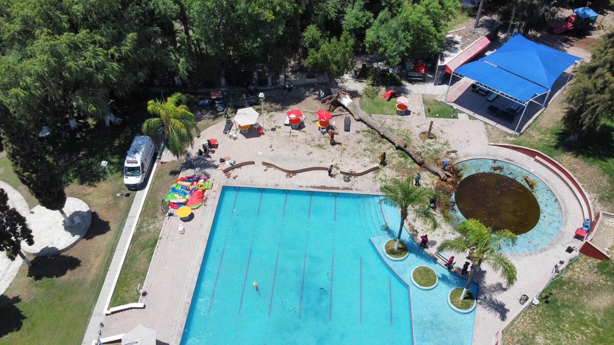 Cae árbol sobre alberca en Club Campestre de Gómez Palacio | Brenda Valles