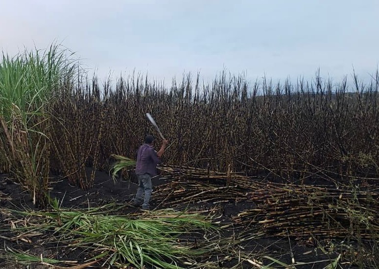 https://cdn.milenio.com/uploads/media/2022/07/09/corte-de-cana-duro-trabajo-1.jpg