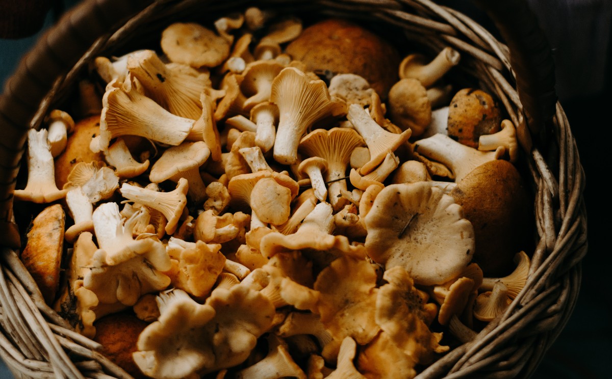 "El pueblo originario que consume más hongos es el tlahuica".