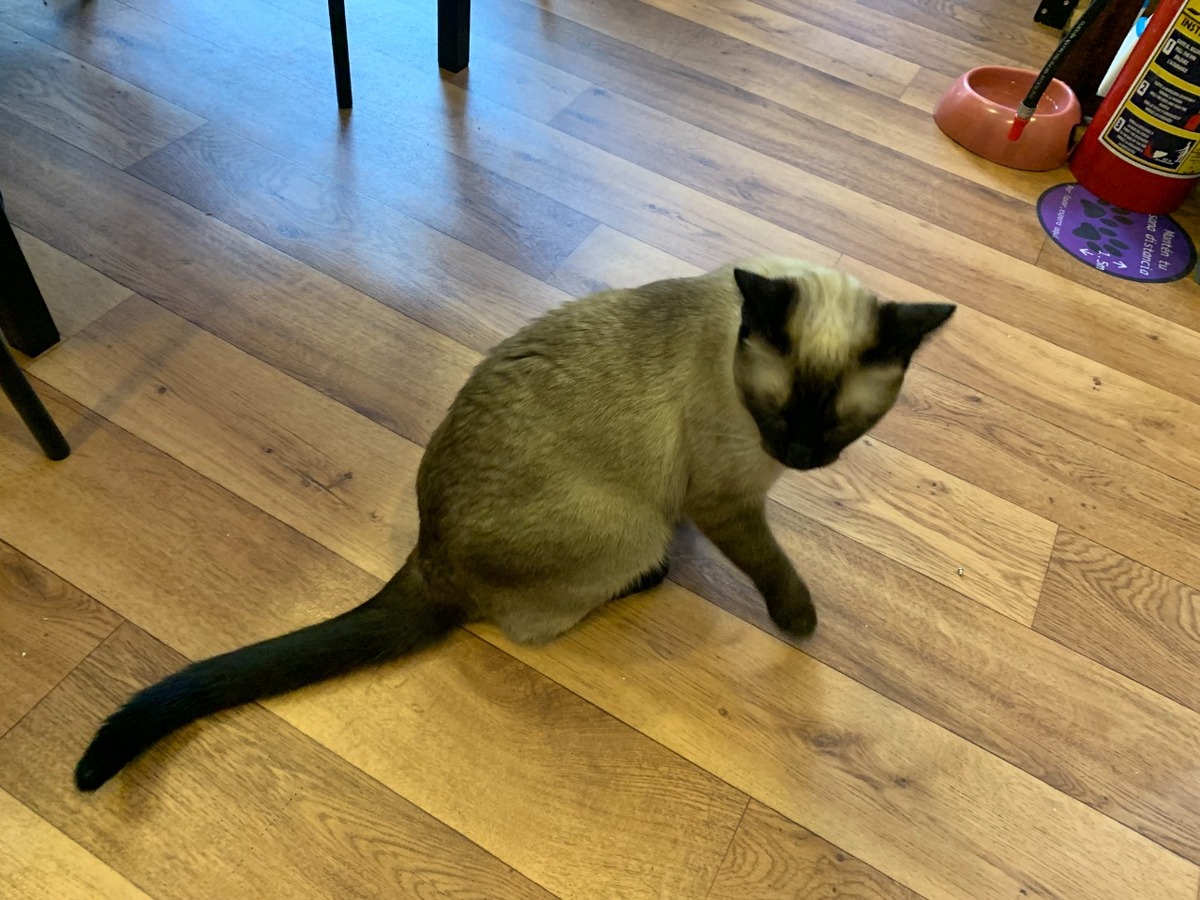 columna de Humberto Ríos