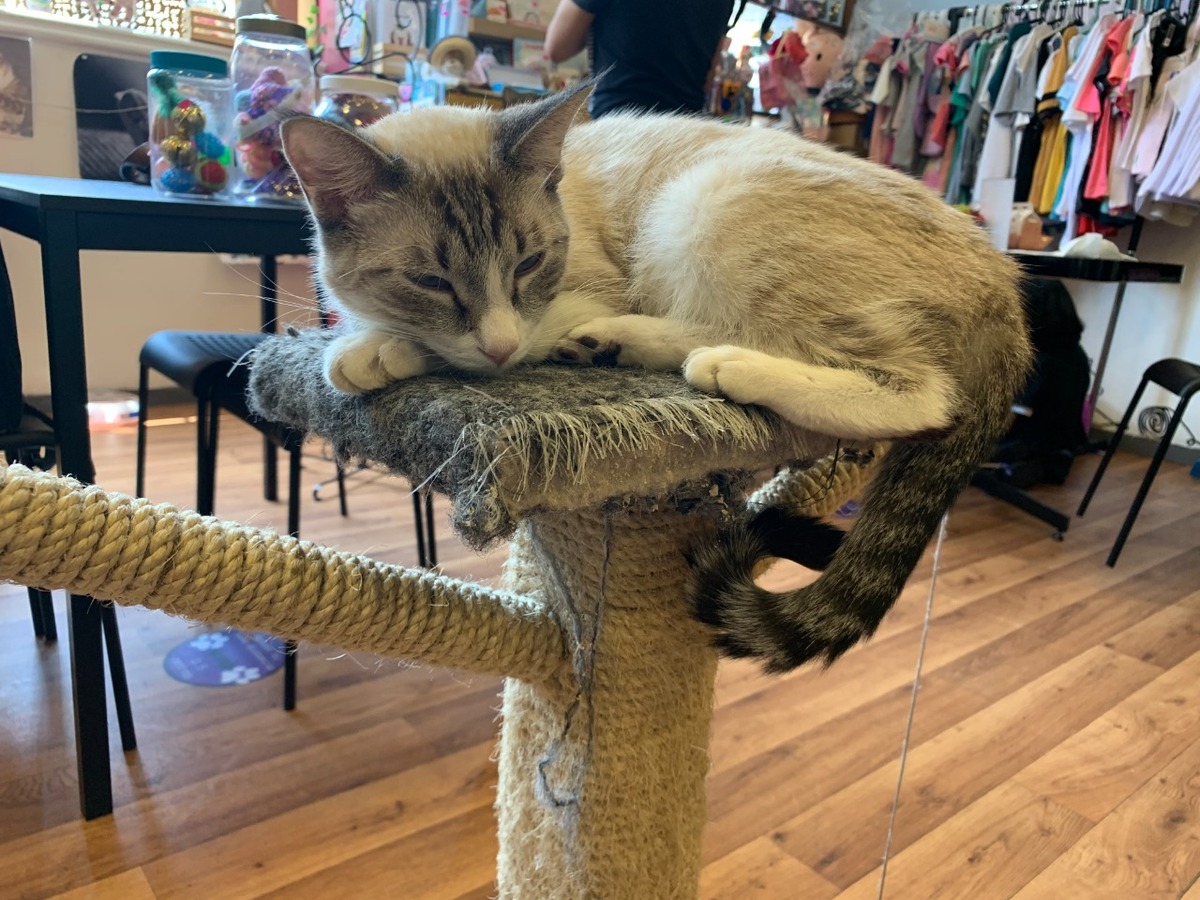 columna de Humberto Ríos