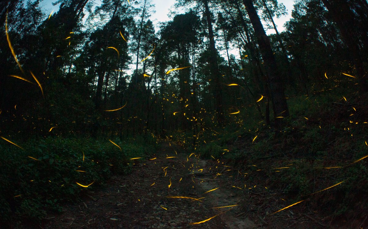 Santuario de las Luciérnagas de Piedra Canteada | Andrés Lobato