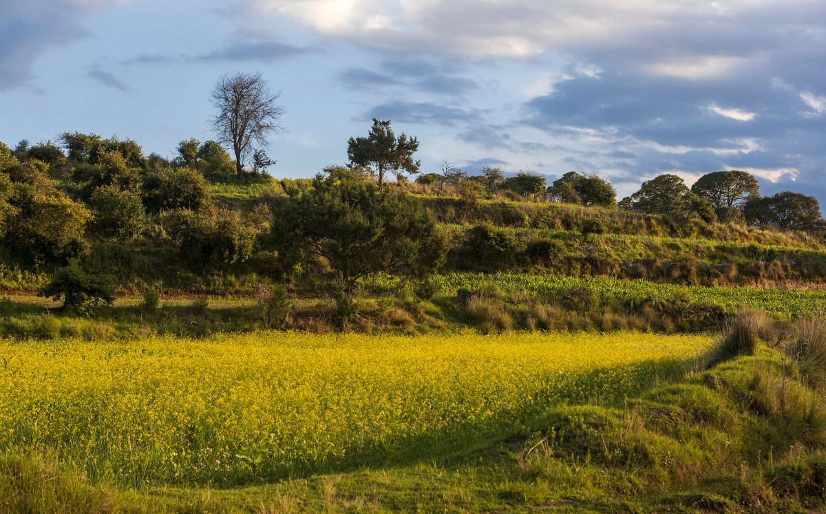 Santuario de las Luciérnagas de Piedra Canteada | Andrés Lobato
