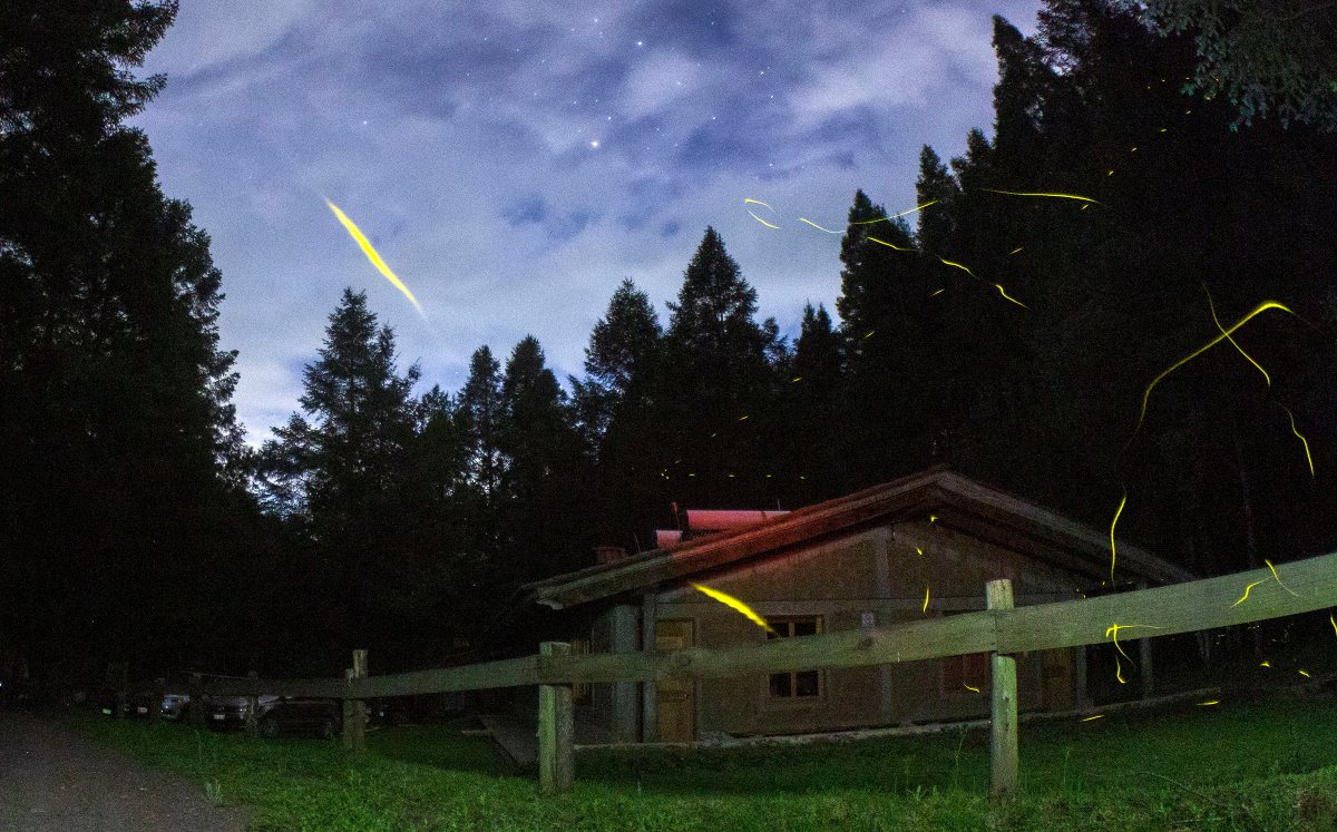 Santuario de las Luciérnagas de Piedra Canteada | Andrés Lobato