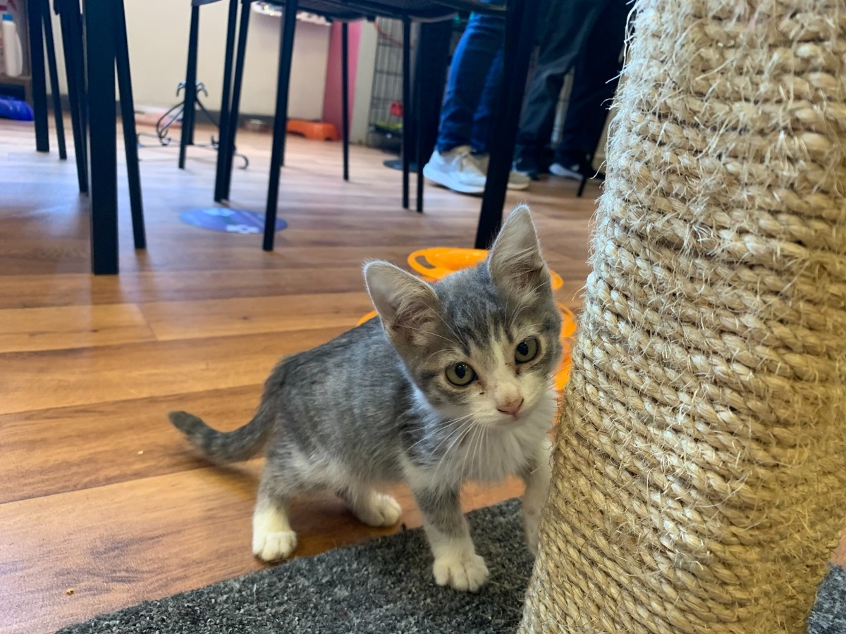 columna de Humberto Ríos