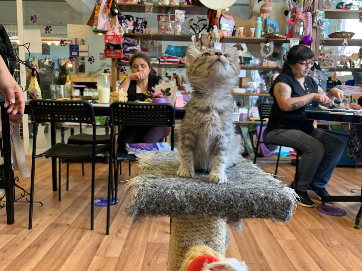 columna de Humberto Ríos