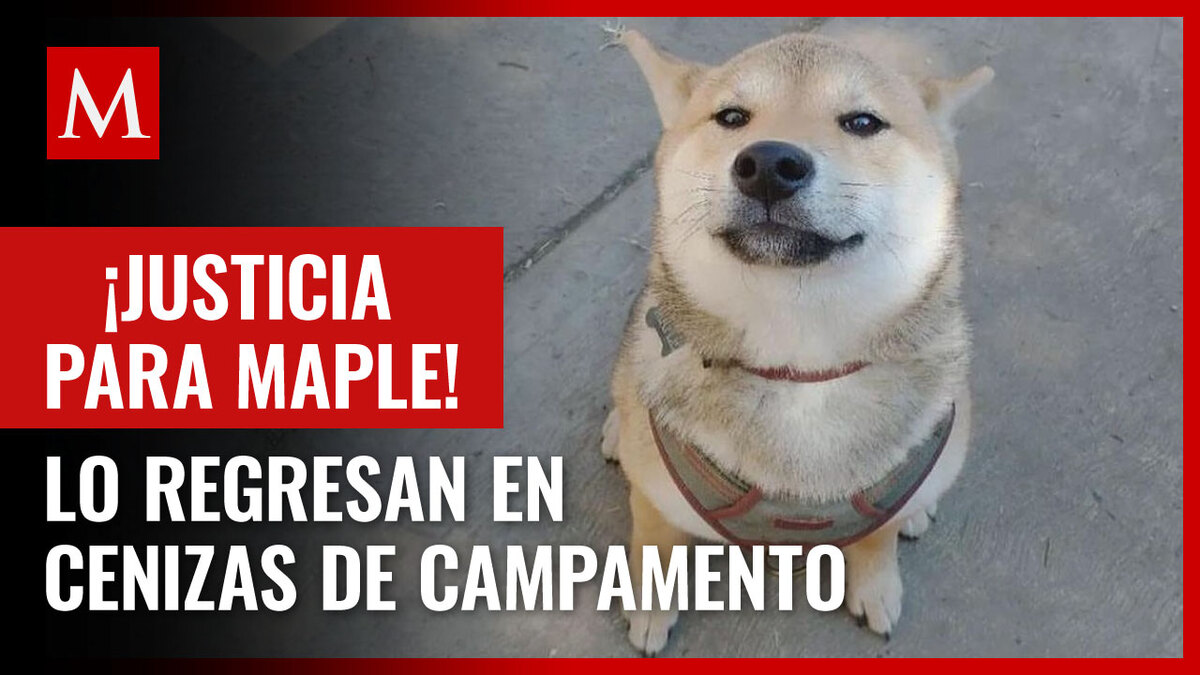 Joven manda a su perro a campamento; se lo regresan cremado