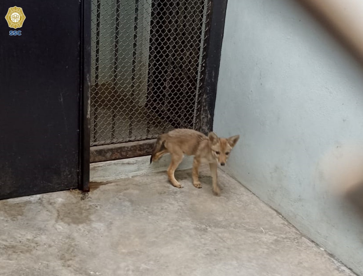 El coyote fue resguardado por autoridades correspondientes | Especial