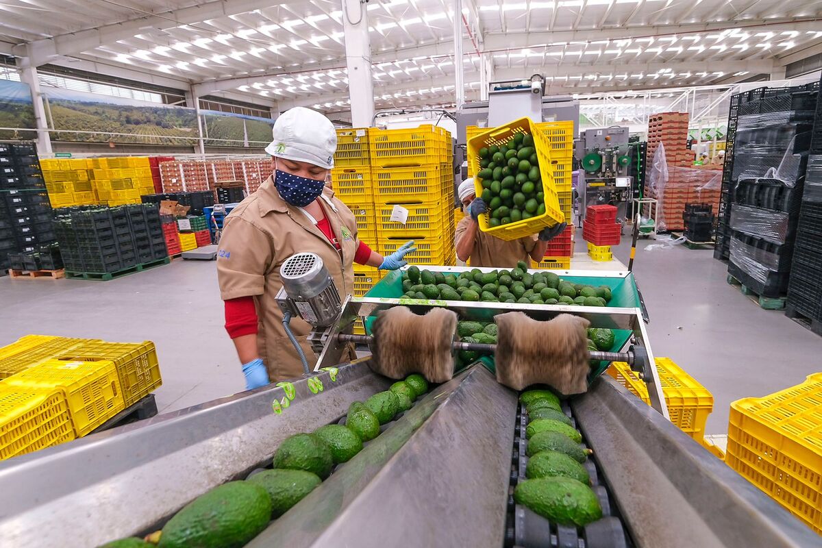 Aguacate de Jalisco listo para llegar a Estados Unidos (Cortesía)