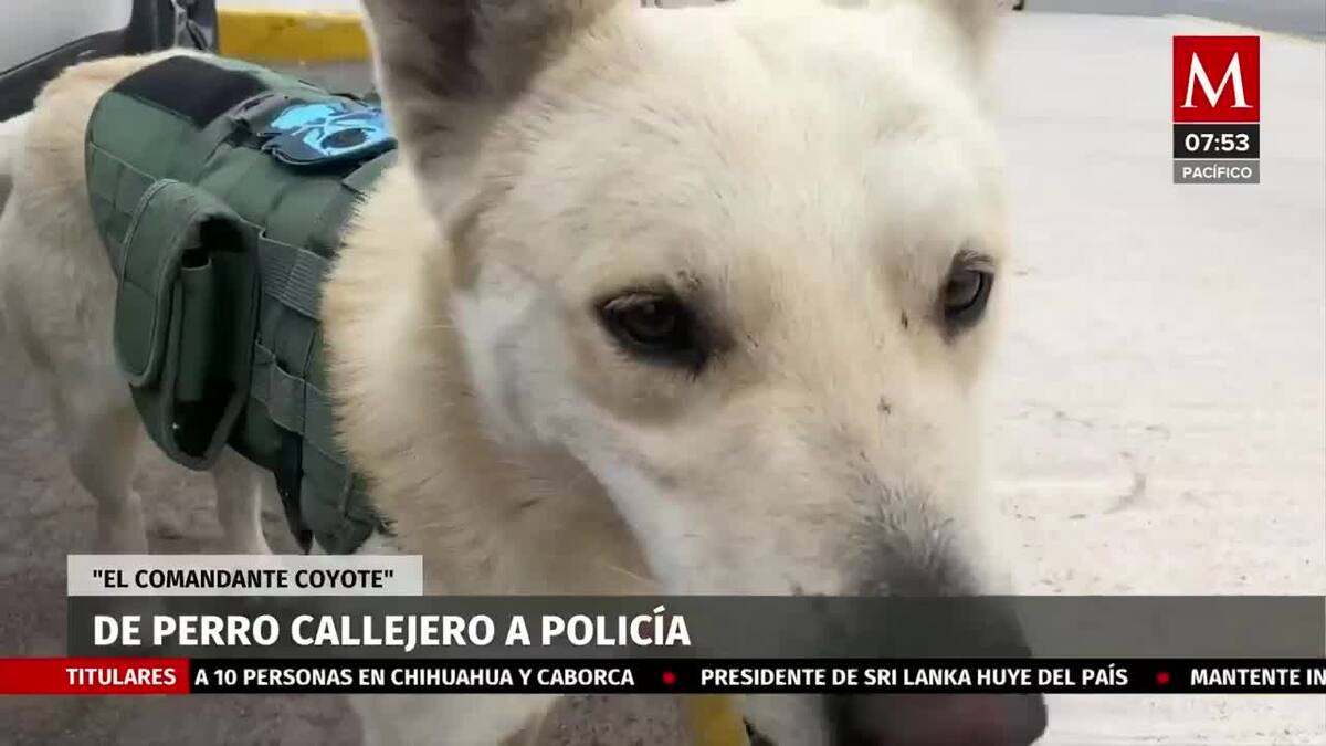 "EL Comandante Coyote", de perro callejero a Policía