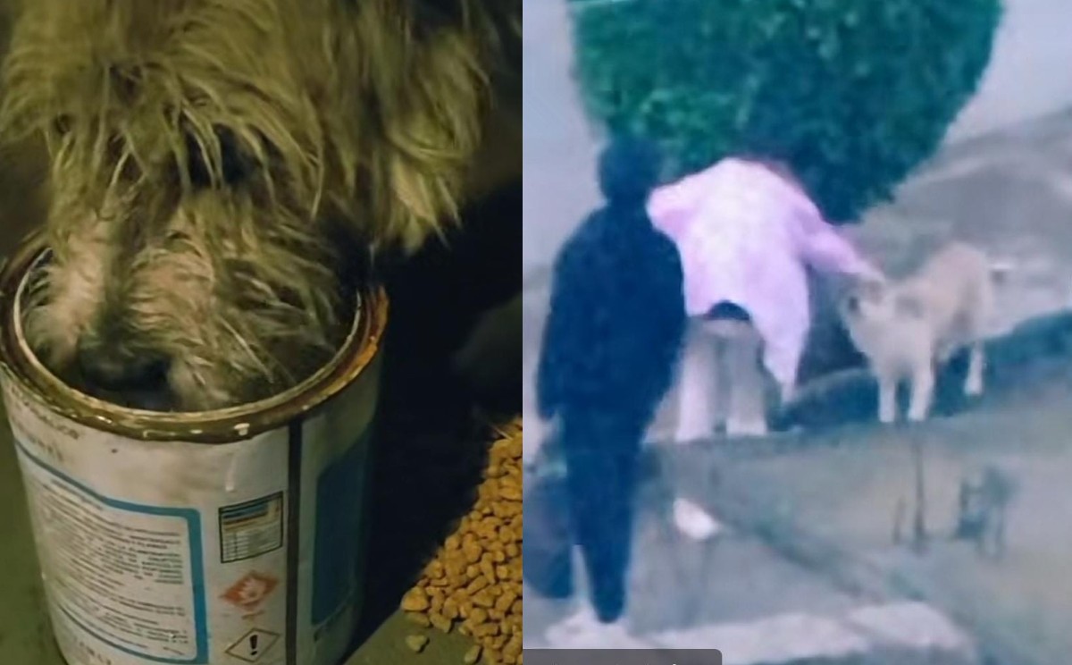 El video circula en TikTok. | Especial.