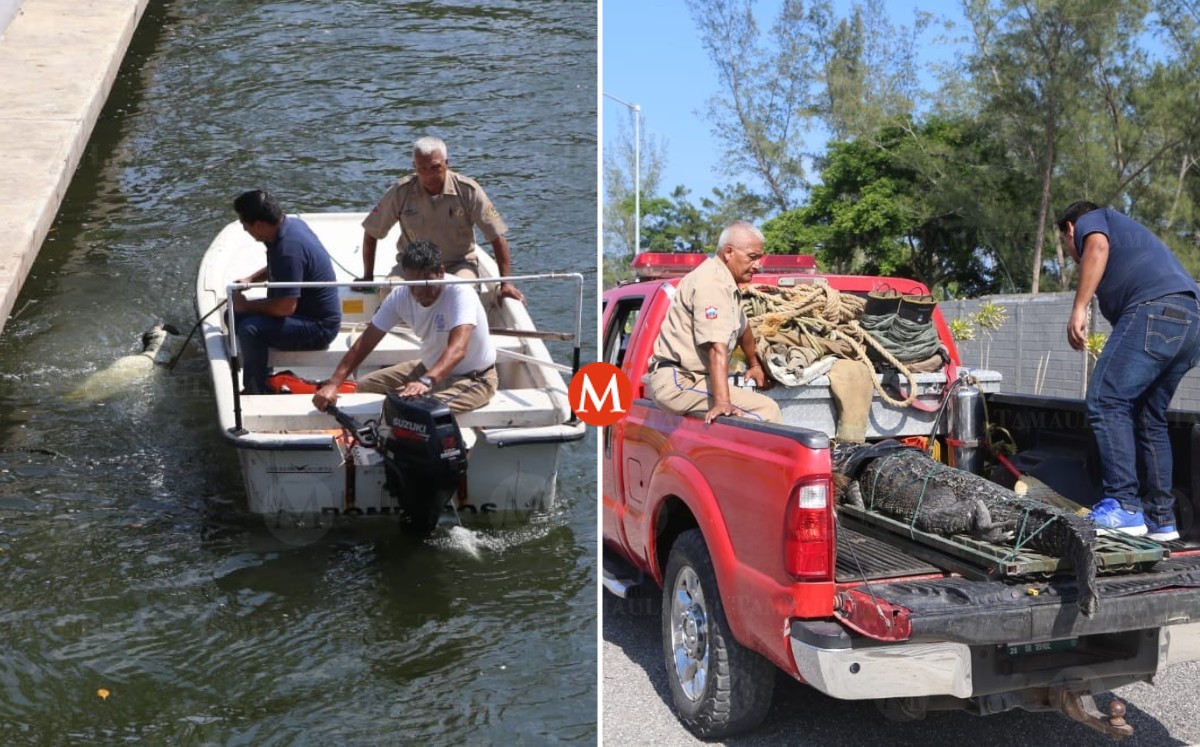 Encuentran a cocodrilo muerto en Canal de la Cortadura en Tampico. (Yazmín Sánchez)