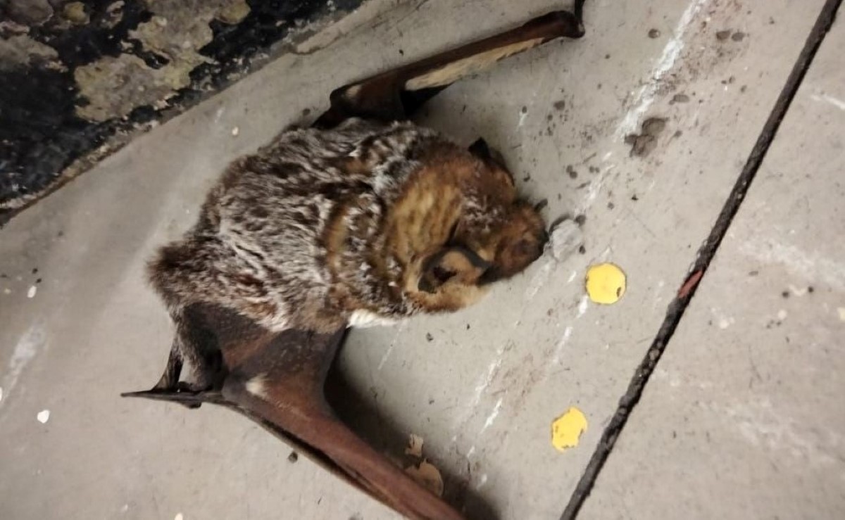 El murciélago fue hallado cuando yacía en el suelo de la estación Oceanía. | Metro de CdMx