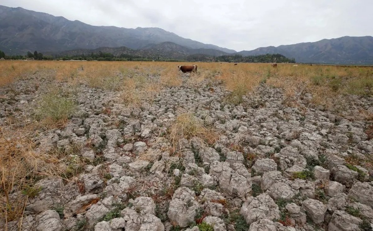 Sector ganadero enfrenta la peor crisis por la falta de agua