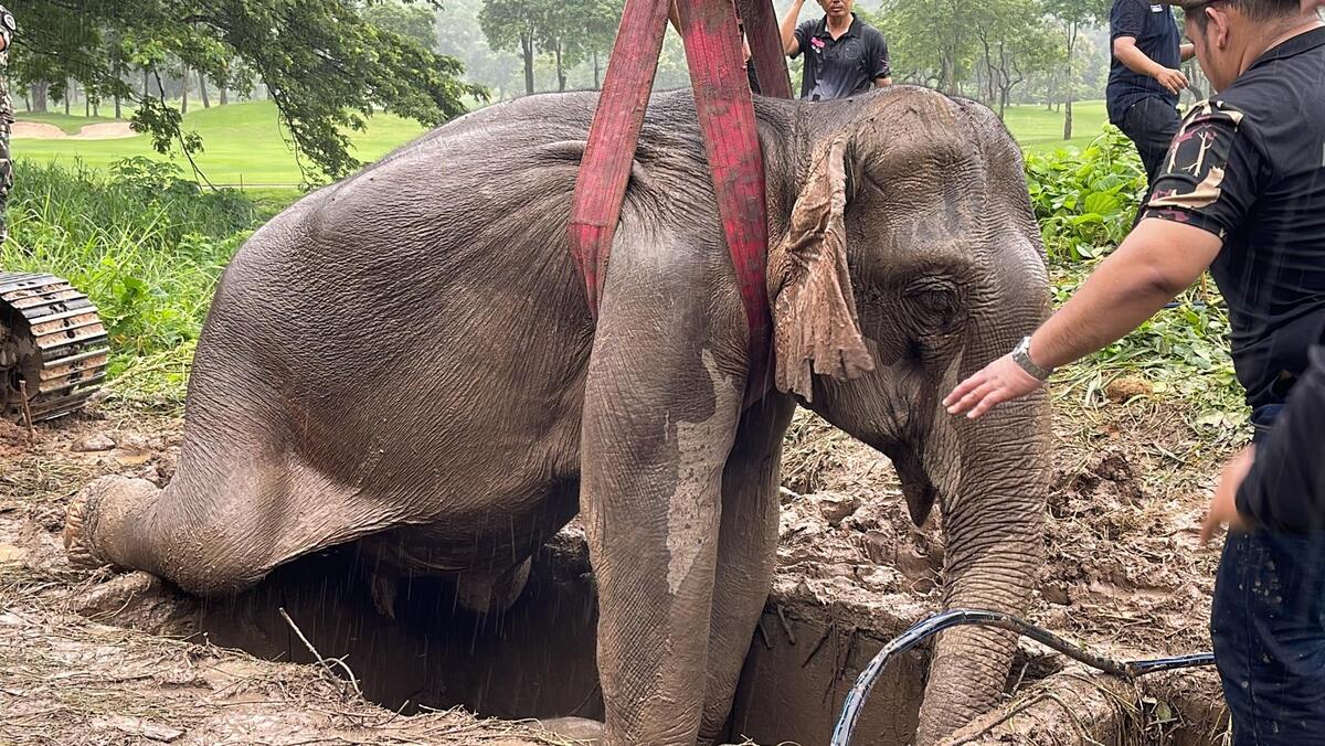La elefante resbaló en la zanja y dejó de respirar por el impacto. | EFE