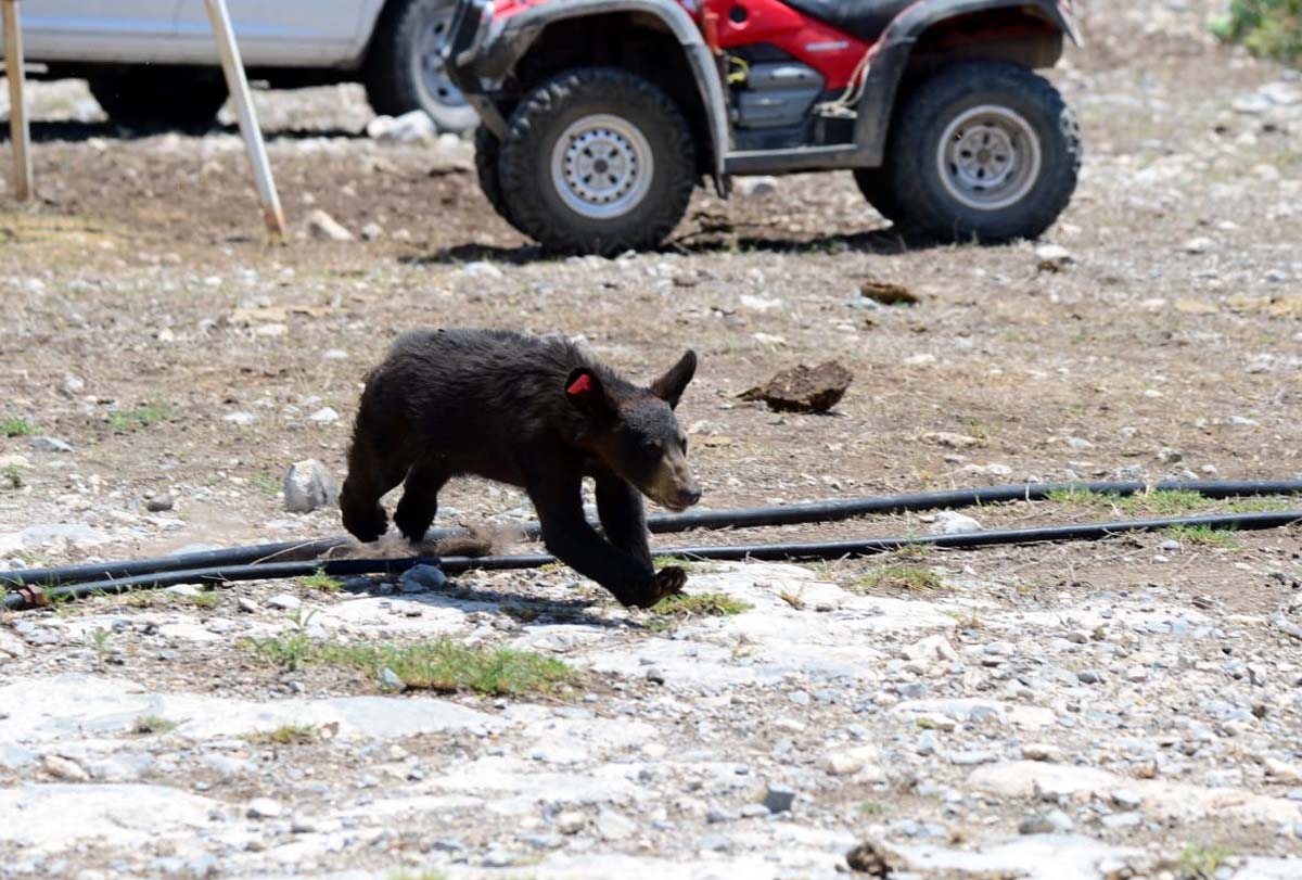 En el lugar el oso podrá obtener comida fácilmente. (Especial)