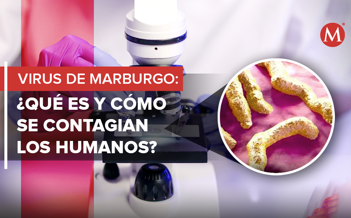 Los expertos continúan investigando sobre el virus de Marburgo. | Foto de Kindel Media en Pexels; Diseño: Margarita Salmoran