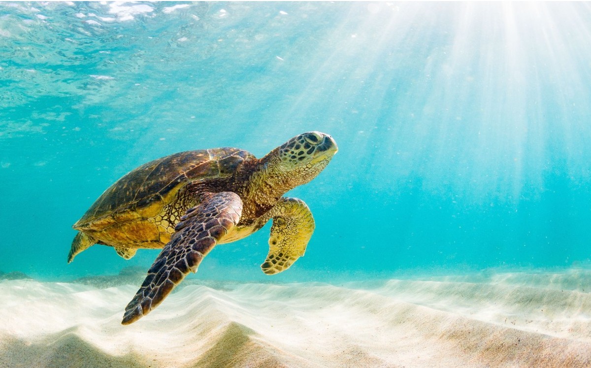 Grupo Xcaret está comprometido con brindar atención a las tortugas lesionadas. | Especial