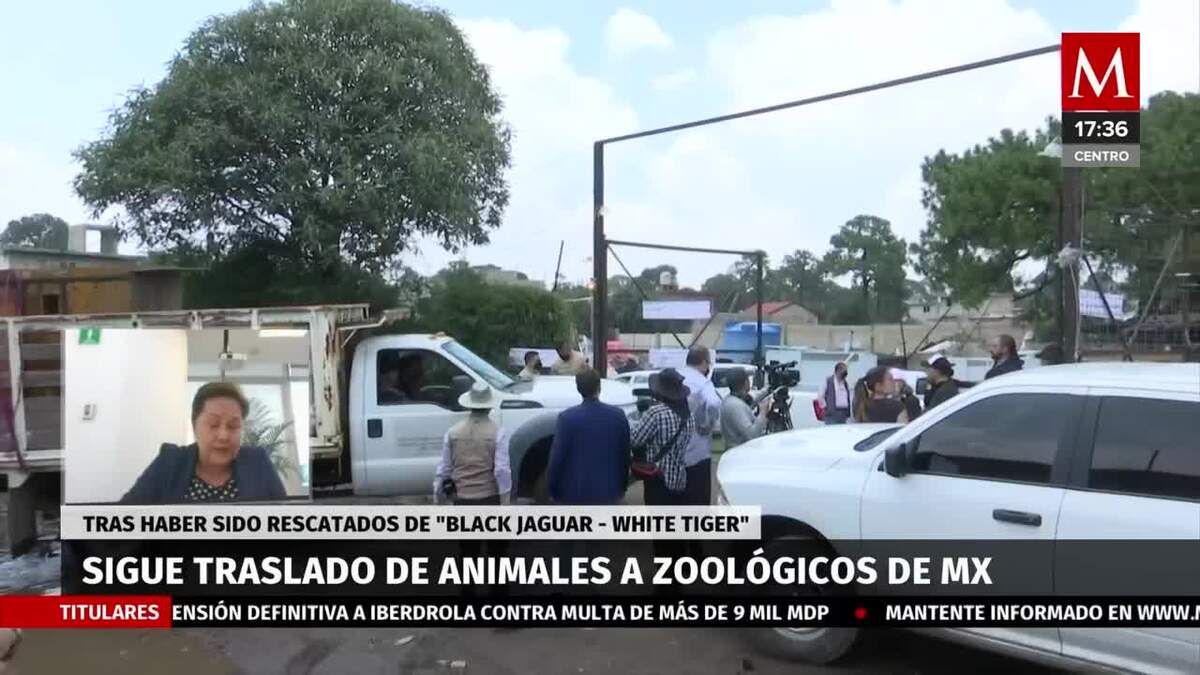 Sigue traslado de animales rescatados del santuario Black Jaguar