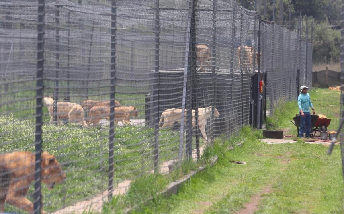 Los felinos serán puestos a disposición de diversos zoológicos. | Jorge Carballo